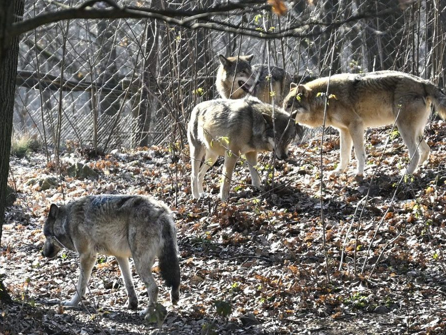 Na ilustračnej snímke vlky v bratislavskej zoo.