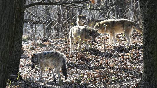 Na ilustračnej snímke vlky v bratislavskej zoo.