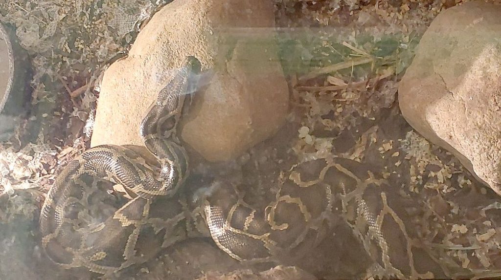 Na snímke krajta tmavá.