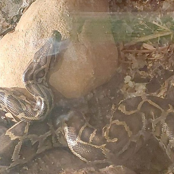 Na snímke krajta tmavá.