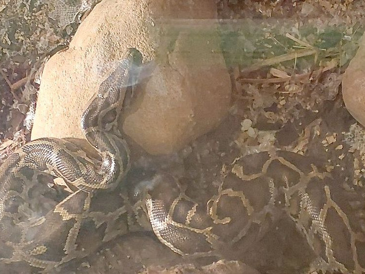 Na snímke krajta tmavá.