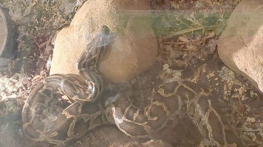 Na snímke krajta tmavá.