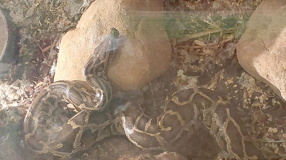 Chovateľa hadov &scaron;krtil vlastn&yacute; pyt&oacute;n. Muža zachr&aacute;nili hasiči tesne predt&yacute;m, ako upadol do bezvedomia