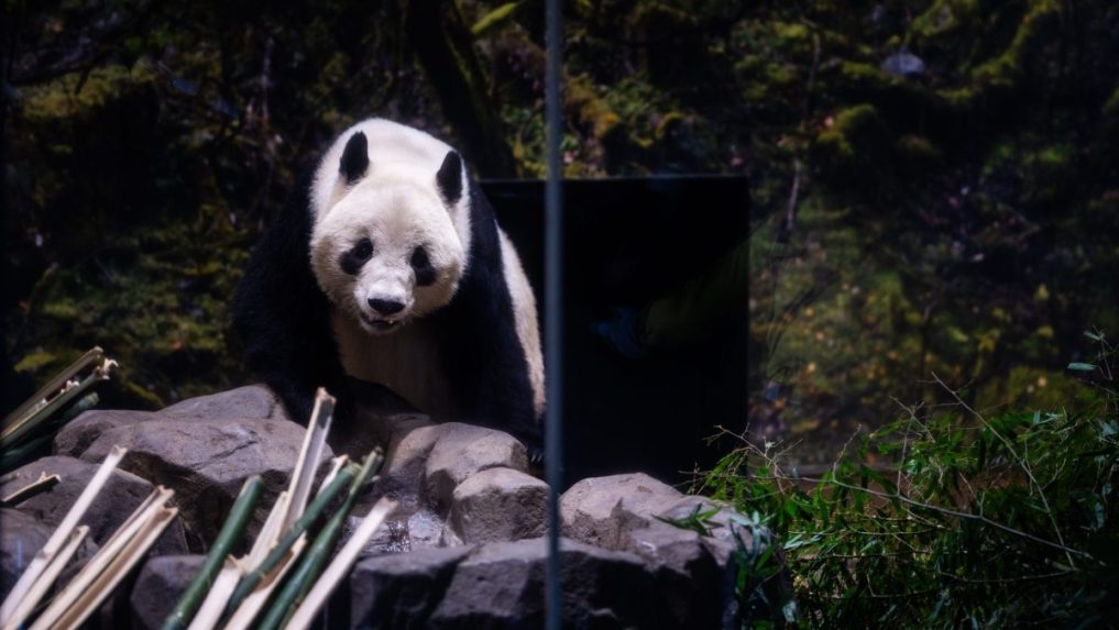 Panda Xiao Xiao v japonskej zoo.