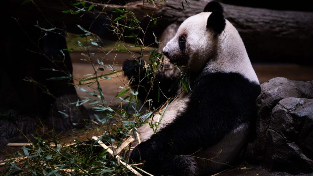 Panda Lei Lei v japonskej zoo.