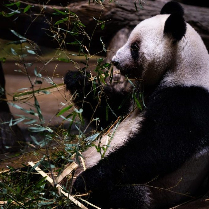 Panda Lei Lei v japonskej zoo.