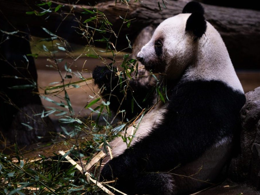 Panda Lei Lei v japonskej zoo.