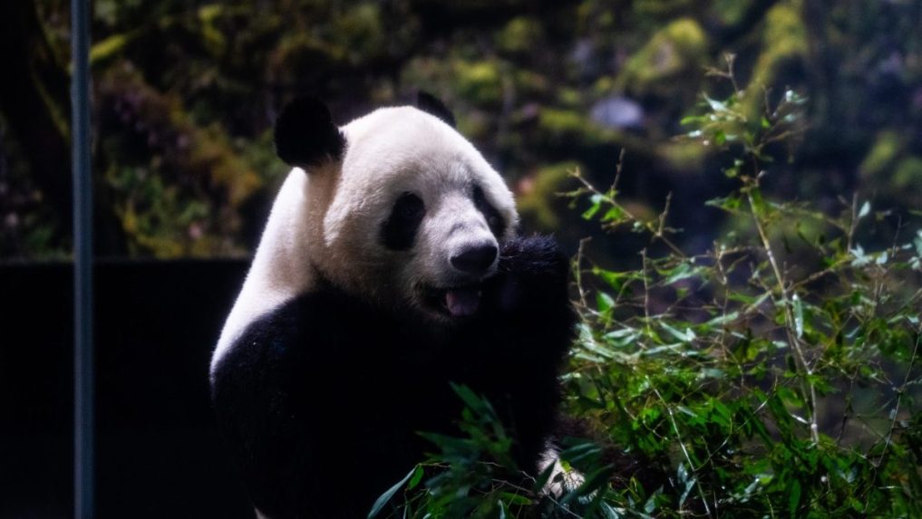 Panda Xiao Xiao v japonskej zoo.