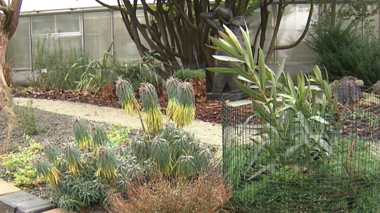 rastliny v botanickej záhrade