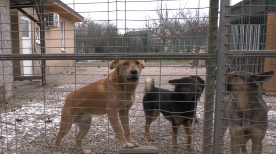 Na snímke psi v útulku.