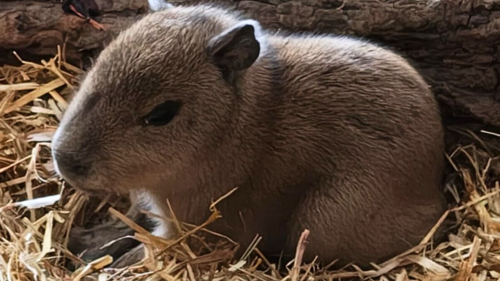 Kapybara močiarna pochádza z trópov Južnej Ameriky, no toto mláďa sa narodilo do treskúcej slovenskej zimy.