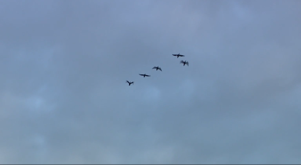 Na snímke kormorány.