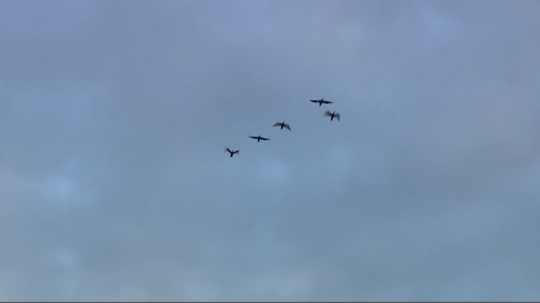 Na snímke kormorány.