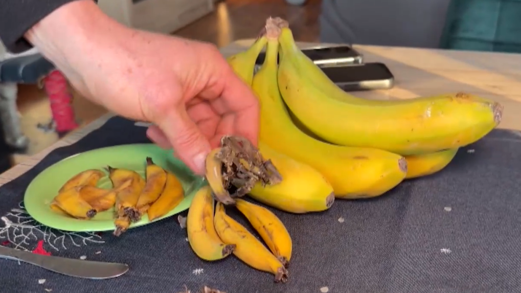 banány vypestované doma