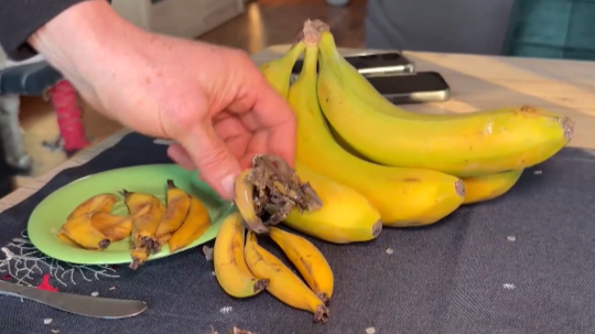 banány vypestované doma