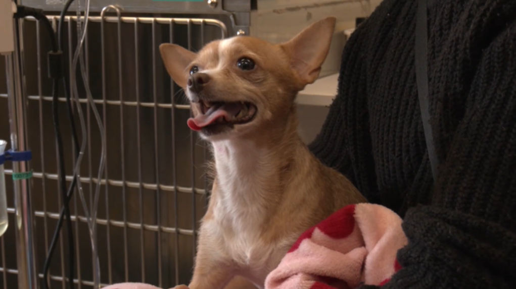 Na snímke pes u veterinára.