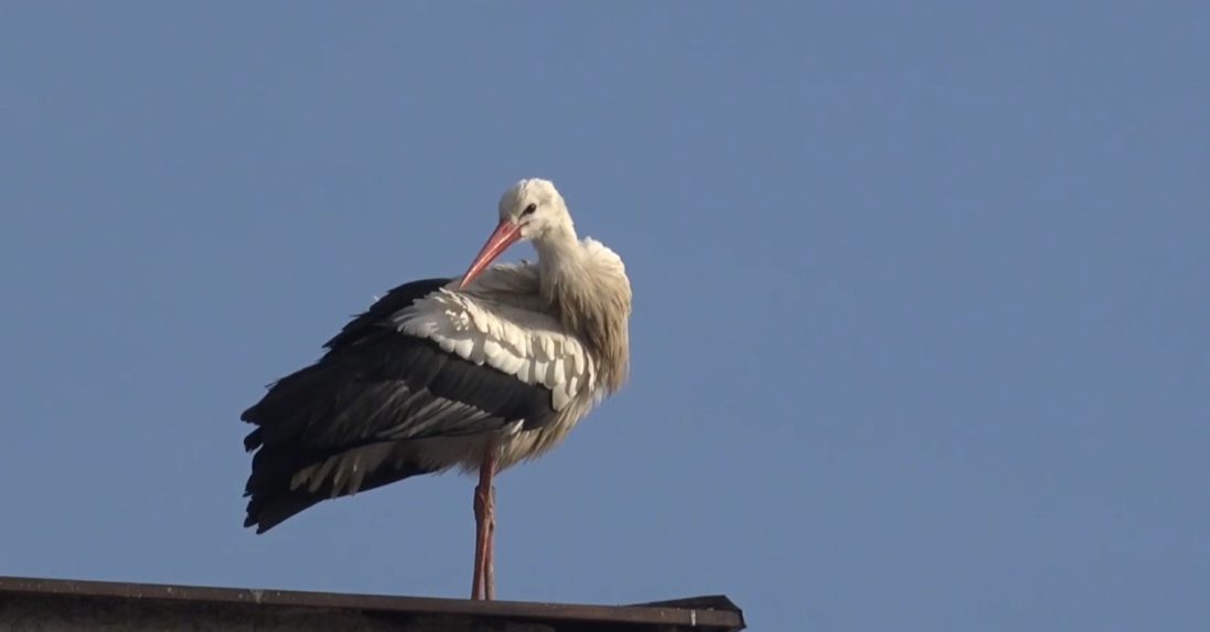 Na snímke bocian, ktorý zimuje v Spišskej Novej Vsi.