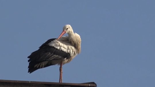 Na snímke bocian, ktorý zimuje v Spišskej Novej Vsi.