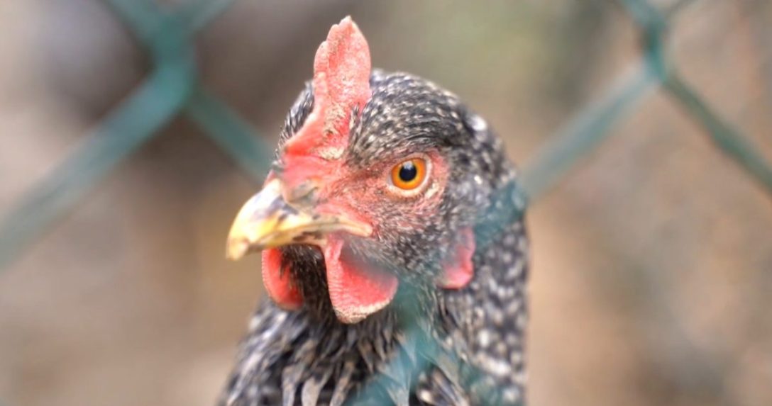 Na ilustračnej snímke sliepka.