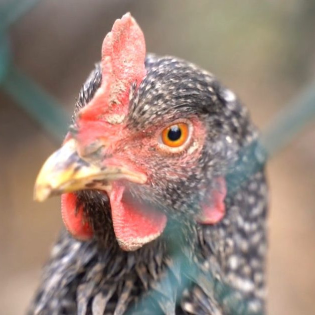 Na ilustračnej snímke sliepka.