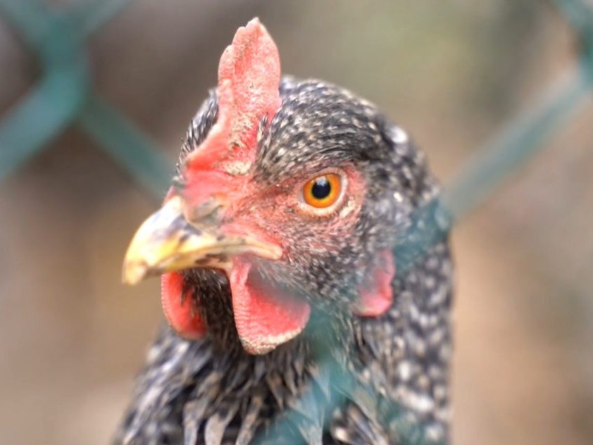 Na ilustračnej snímke sliepka.