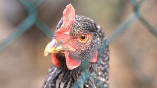 Na ilustračnej snímke sliepka.