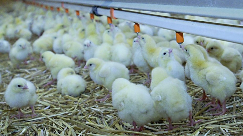 Na snímke sú jednodňové kurence.