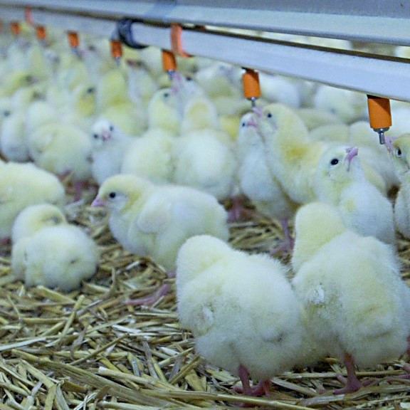 Na snímke sú jednodňové kurence.