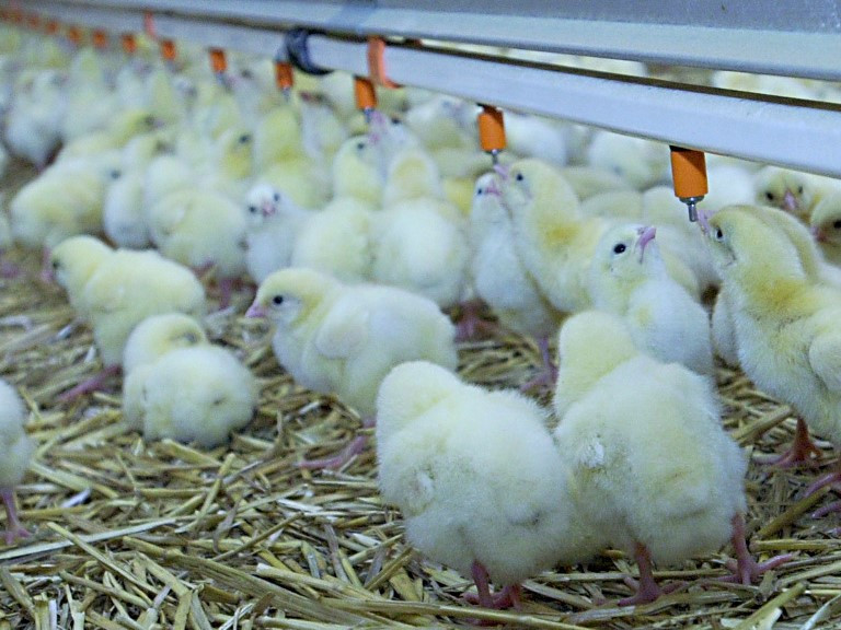 Na snímke sú jednodňové kurence.