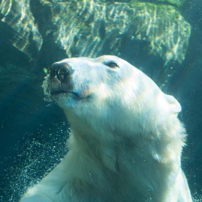 Na ilustračnej snímke ľadový medveď.