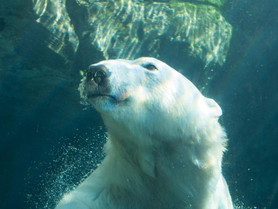 Na ilustračnej snímke ľadový medveď.