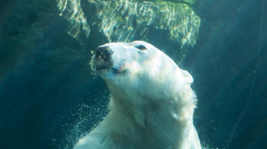 Na ilustračnej snímke ľadový medveď.