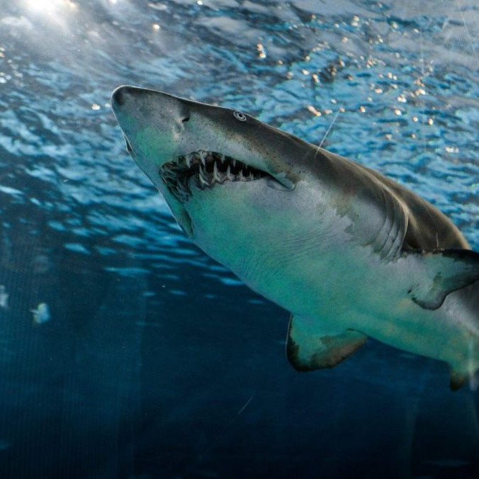 žralok