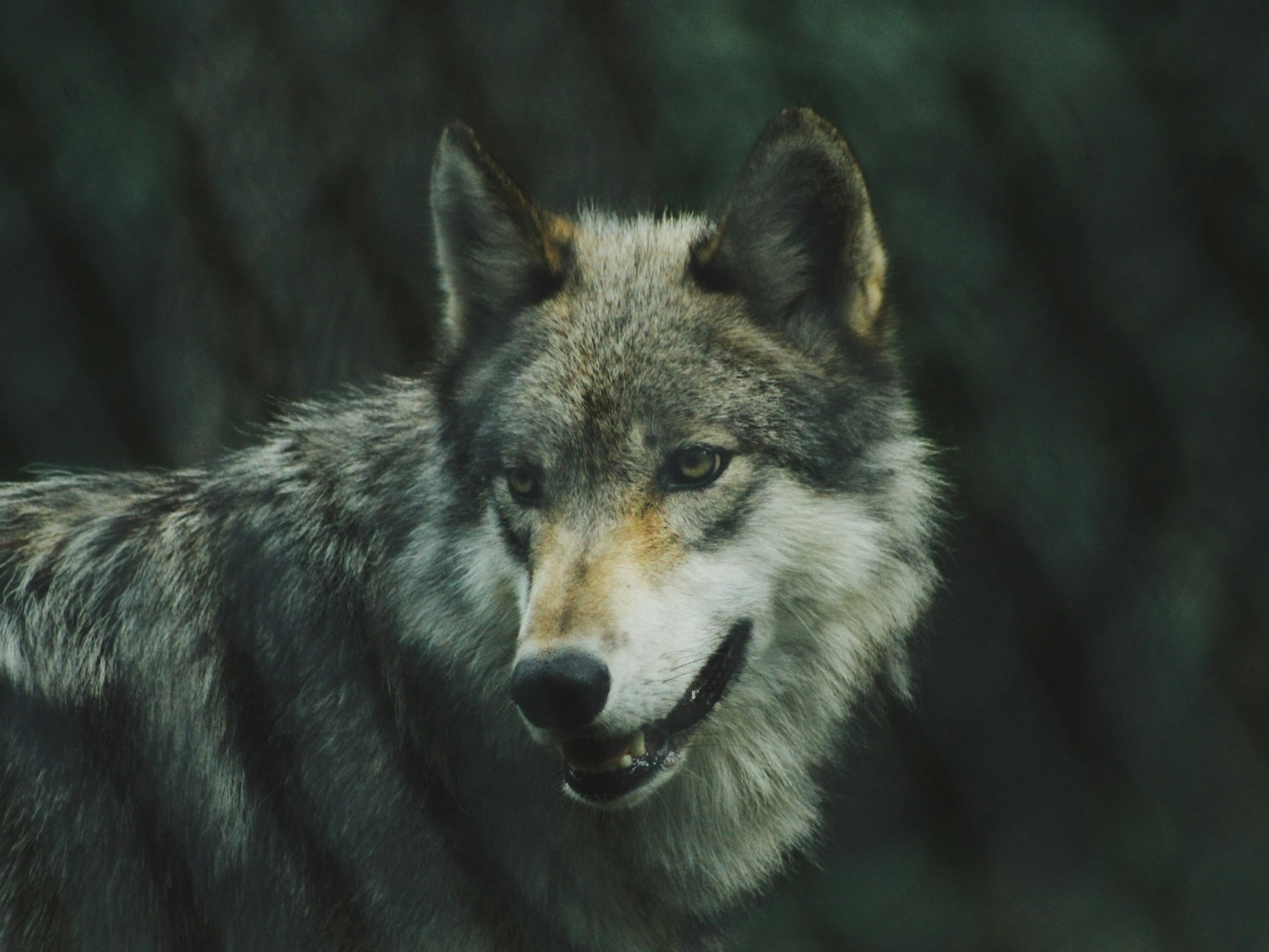 Celoročný zákaz lovu vlka platil od roku 1973.