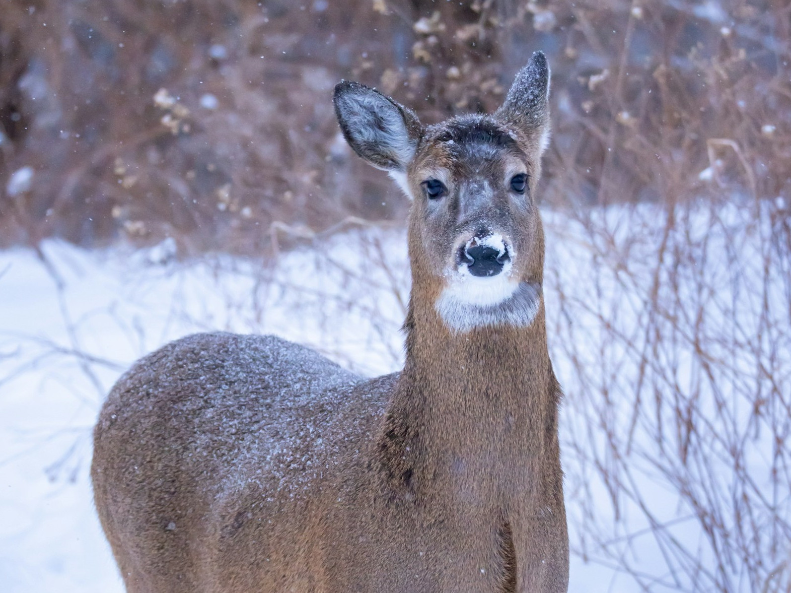 Zima je ťažká aj pre zvieratá.