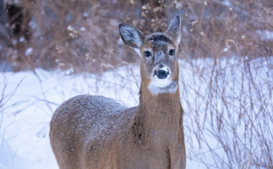 Zima je ťažká aj pre zvieratá.