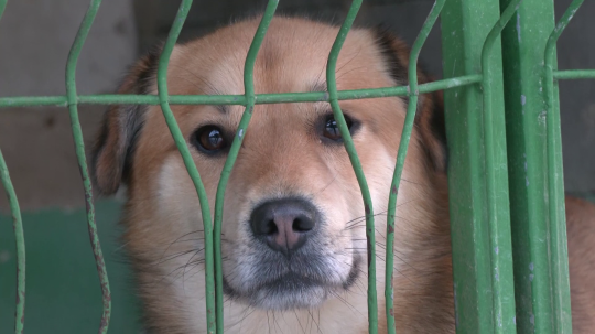 Motivácia k adopcii: Zvolenčania sa môžu vyhnúť dani za psa, ak urobia dobrý skutok