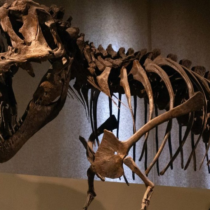 Na snímke kostra T. rexa.