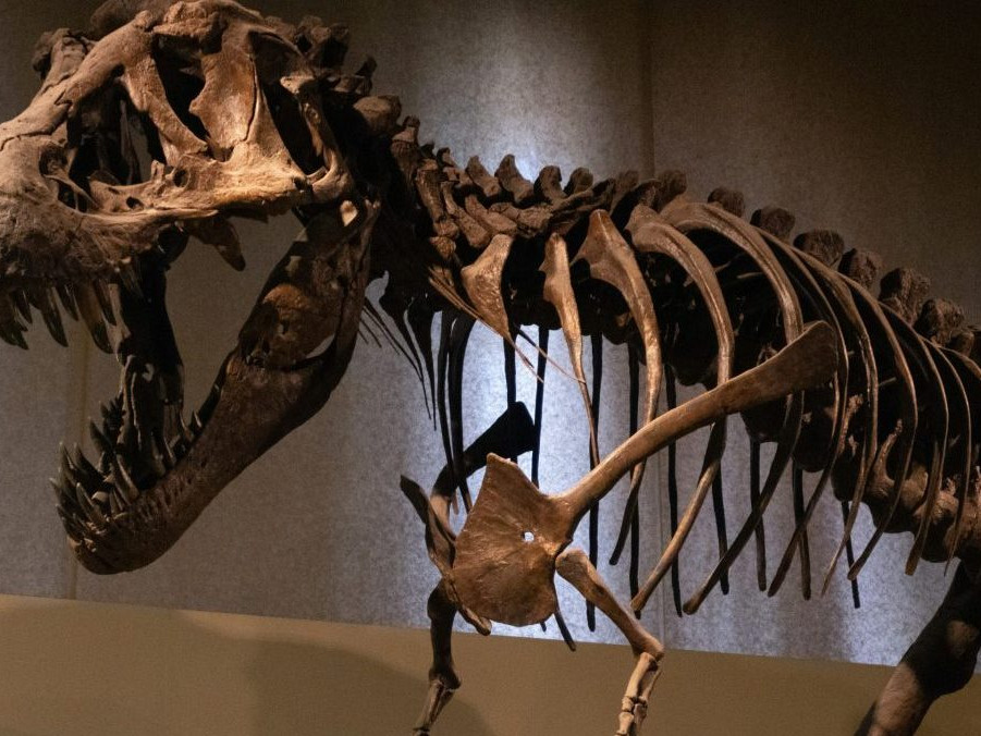 Na snímke kostra T. rexa.