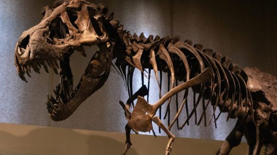 Na snímke kostra T. rexa.