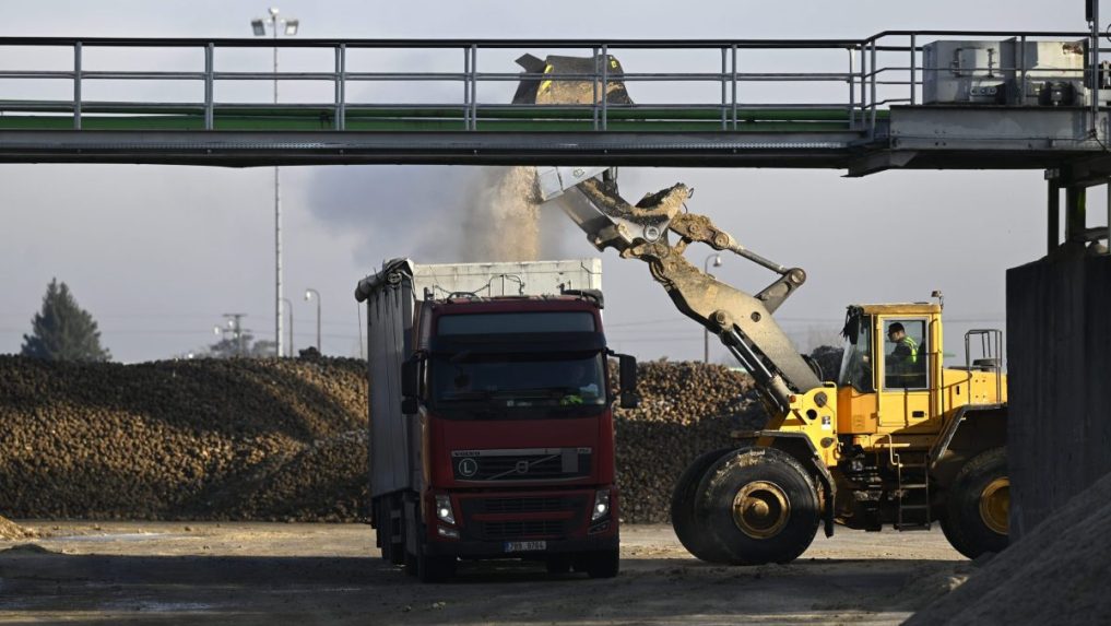 Stroj nakladá cukrovú repu v cukrovare v Trenčianskej Teplej.