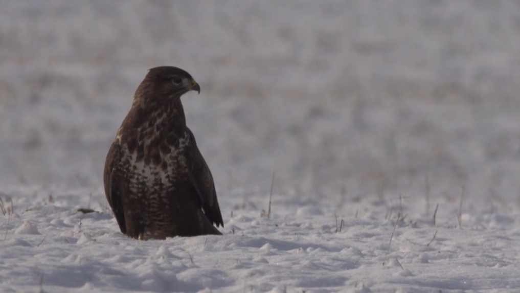 Zimné mapovanie dravých vtákov prinieslo pozitívne čísla. Odborníci hovoria o návrate druhov po rokoch stagnácie a otráv