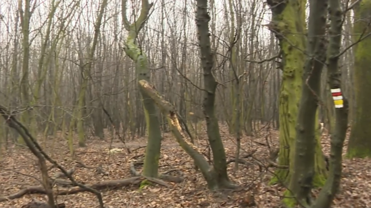 Nov&eacute; elektrick&eacute; vedenie v bratislavskej D&uacute;bravke m&aacute; viesť cez lesy Dev&iacute;nskej Kobyly. Obyvatelia sa b&uacute;ria proti v&yacute;rubu