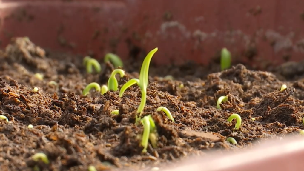 Na snímke vyklíčená rastlina.