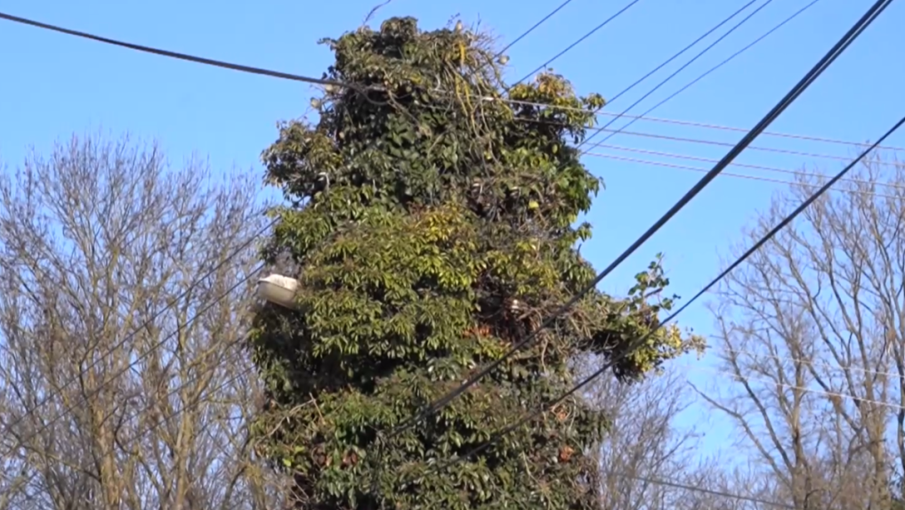 Riešenie je na prvý pohľad logické, a to brečtan orezať.