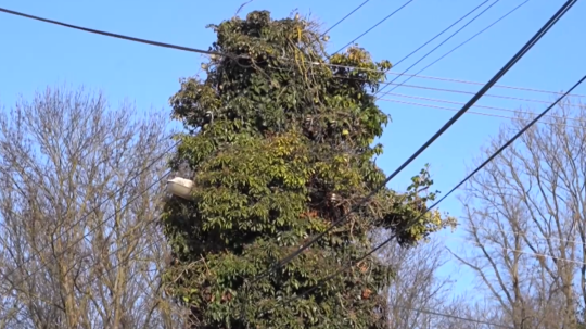 Riešenie je na prvý pohľad logické, a to brečtan orezať.