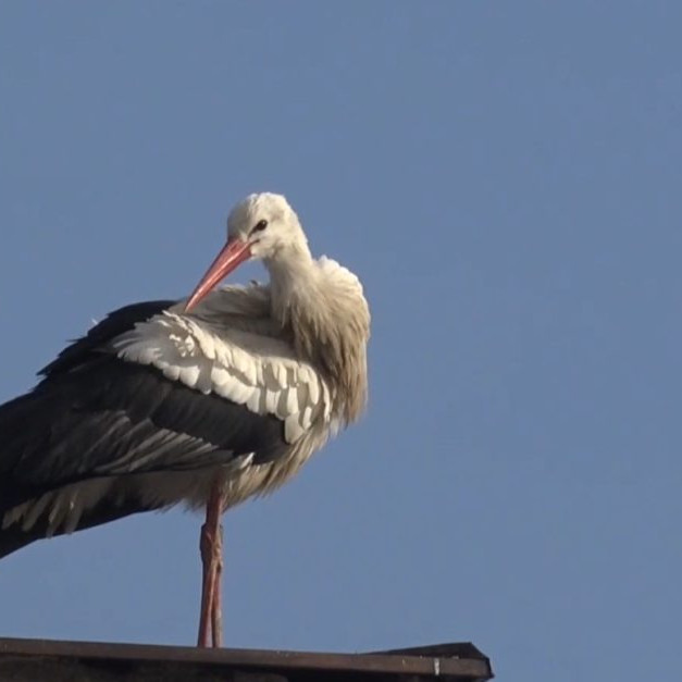 Na snímke bocian, ktorý zimuje v Spišskej Novej Vsi.