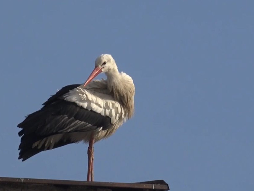 Na snímke bocian, ktorý zimuje v Spišskej Novej Vsi.