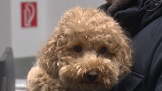 Veterinári ľudí vyzývajú k väčšej obozretnosti.