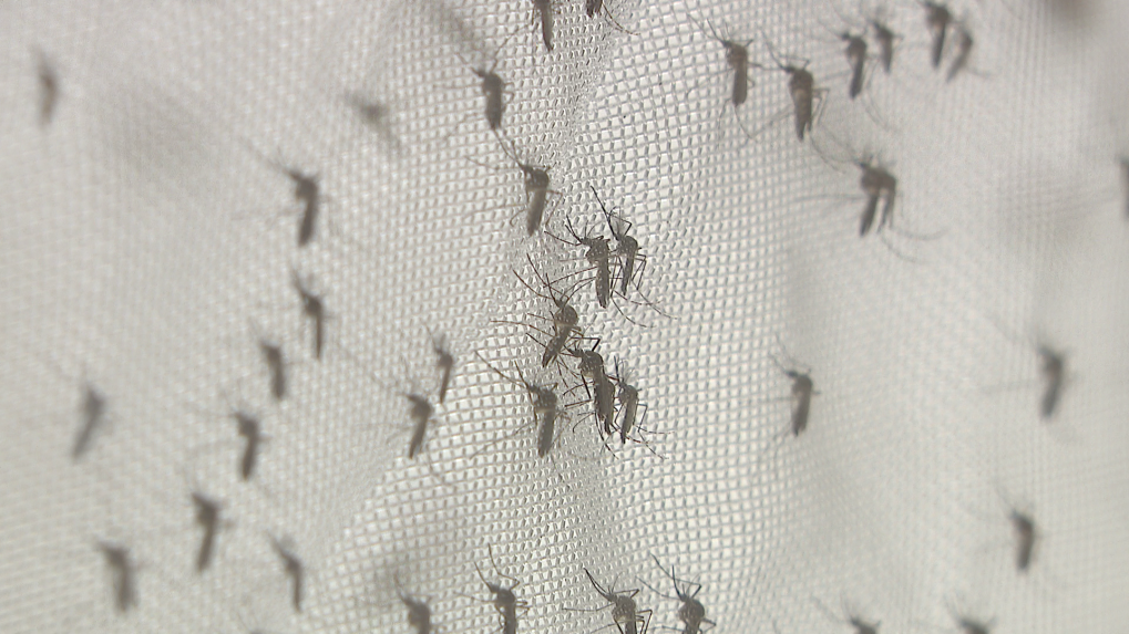 Na snímke je sieťka, na ktorej je prichytené množstvo komárov.